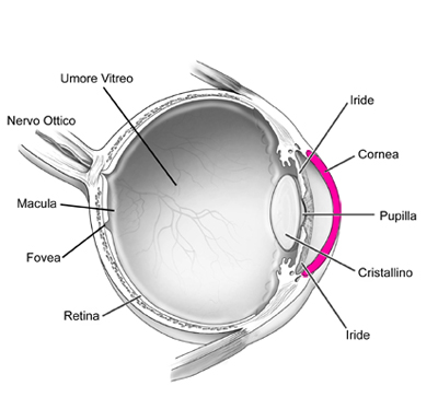 Eye Anatomy